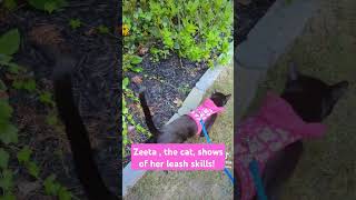 Zeeta the cat shows of her leash skills cat purrfectlyadorable catleash [upl. by Nylevol]