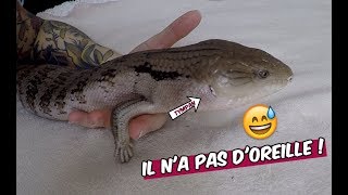 Les reptiles nont pas doreilles  😅 [upl. by Naresh]