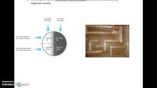 AQA A LEVEL BIOLOGY REQUIRED PRACTICAL 10 ANIMAL MOVEMENT [upl. by Rovner]