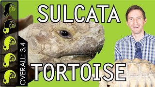 Sulcata Tortoise The Best Pet Turtle [upl. by Thain597]