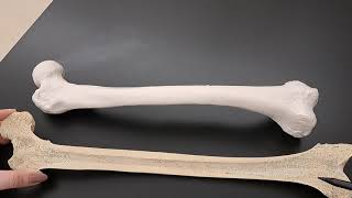 Anatomy of Long Bones on a Real Human Femur [upl. by Bena415]