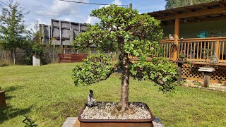 Bonsai by the Samurai select small leaves for Bonsai trees Bonsai by the Samurai [upl. by Digirb48]