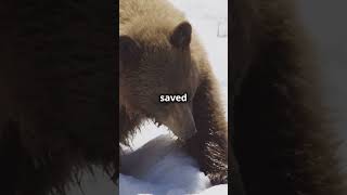 Family of couple killed in bear attack speaks out shorts [upl. by Nayllij]