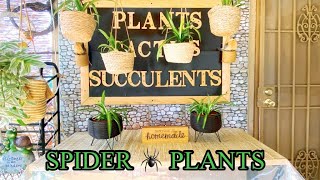 Why you need to add Spider Plants as house plants  from Spiderette’s to full grown Spider Plants [upl. by Jesselyn21]