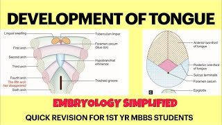 Development of tongue  Embryology  Quick revision for 1st yr MBBS Anatomy exams  NEET PG NEXT [upl. by Horwitz]