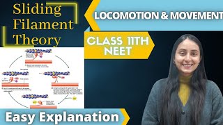 Sliding Filament Theory  Class 11 BIOLOGY  NEET📚 [upl. by Marmaduke687]