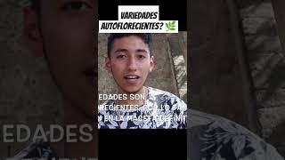 Qué variedades autoflorecientes cultivaré ésta temporada viralshort plant hemp cbd tutorial [upl. by Hollinger97]