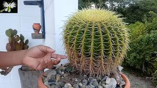 ECHINOCACTUS GRUSONII o asiento de suegra como cuidarlo Mi diario de Jardín [upl. by Shank]