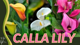 The Beginners Guide to CALLA LILY Zantedeschia aethiopica quotArum Lilyquot 💐💐💐 [upl. by Phemia341]