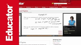 Plant Hormones [upl. by Zimmermann]