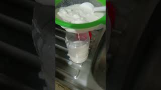 Búlgaros de Leche para hacer Kéfir  Probioticos [upl. by Bendix]