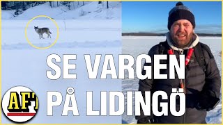 Fredrik 33 mötte vargen på Lidingö ”Den var nyfiken” [upl. by Alveta]