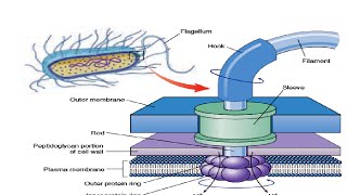 Structure amp Working of Bacterial Flagella [upl. by Arateehc]