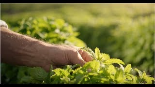 Mélissecitronnelle biologique suisse du valais [upl. by Aynekal]