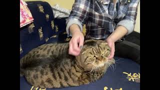 Huge Scottish Fold Cat Purring While Being Petted [upl. by Vigor]