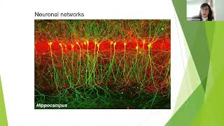 8th FNIP webinar1st speakerDr G Perea TimeControlling Activation of Astrocyte–Neuron Networks [upl. by Sheba]