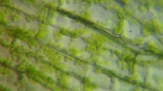 Chloroplast MovementCytoplasmic Streaming  Mr Pauller [upl. by Esaertal]