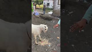 Bakri key fight [upl. by Aridan45]