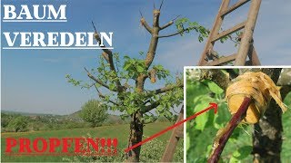 Eine GANZ NEUE SACHE  Obstbaum VEREDELN  Baumschnitt 5 [upl. by Nelram]