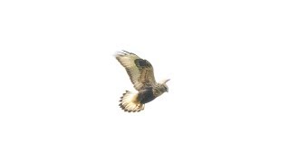 Roughlegged Hawk  hovering soaring diving through the air [upl. by Rawley]