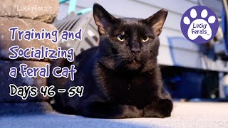 Training And Socializing A Feral Cat  Part 7  Days 46  54  Cat Video Compilation [upl. by Zeb187]