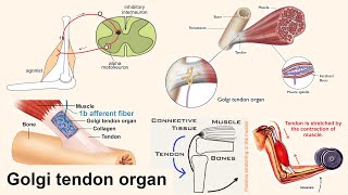 Golgi tendon organ [upl. by Poppas]