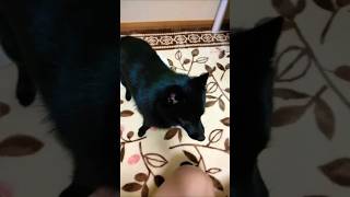 Baby Schipperke struggles with a towel schipperke japan [upl. by Asenaj]