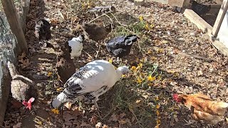 Backyard chicken care chit chat [upl. by Nitnerb976]