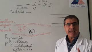 Leçon  Explication de la diapédèse et la phagocytose  SVT  3AC [upl. by Amedeo839]