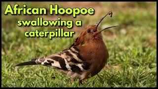 AFRICAN HOOPOE eating a caterpillar [upl. by Aicatsue822]