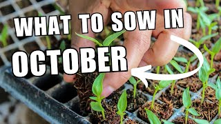 Seeds to sow this October  Gardening and Allotment Tips [upl. by Dulce]