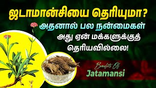 ஜடாமான்சியின் நன்மைகள் மற்றும் பயன்கள்  Health Benefits of Jatamansi  Punarjan Ayurveda Tamil [upl. by Natascha]