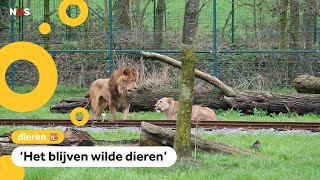 Leeuw bijt leeuwin dood in Belgische dierentuin [upl. by Arreyt]