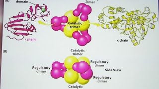 Aherns Biochemistry 14  Enzyme Regulation and Control [upl. by Novelia]