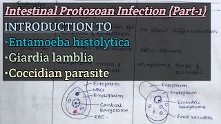 Intestinal Protozoan Infection Part1  Introduction to E histolytica Glamblia Coccidian [upl. by Wetzell]