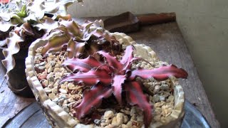 Cryptanthus cuidados más trasplante [upl. by Norat]