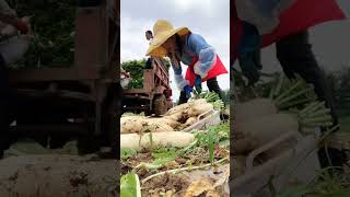 Radish Harvest Full Video satisfying shot [upl. by Cindie]