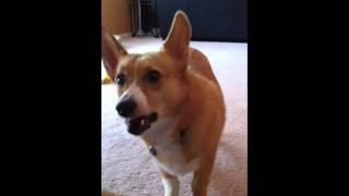 Corgi Barking [upl. by Moyna701]