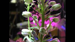 Delphinium Time Lapse [upl. by Innos]