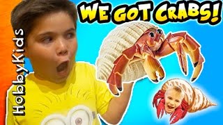 Hermit CRAB Pet Surprise with Toys and Tank by HobbyKidsTV [upl. by Grieve837]