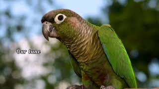 Green Conure Sounds Creates Happy mood [upl. by Apicella]