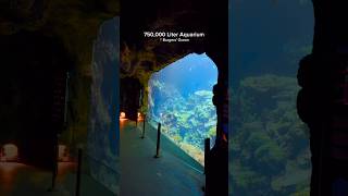 Europe’s LARGEST Reef Tank Live Coral Shorts [upl. by Holbrook]