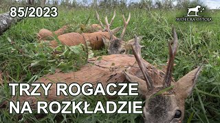 SUDECKA OSTOJA 852023 Trzy Rogacze na rozkładzie  Ruja w Sudetach 2023 roebuck hunting hunt jagd [upl. by Ecinrahs]