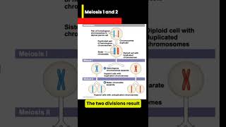 Meiosis I and Meiosis II in a nut shell [upl. by Einhorn]