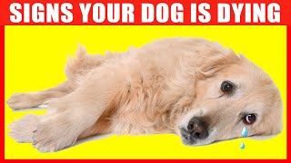 10 Critical Signs that Indicates Your Dog is Dying [upl. by Godfree]