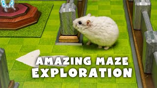 Amazing Maze Exploration With Hamster – Unexpected Cleverness [upl. by Natsyrt]