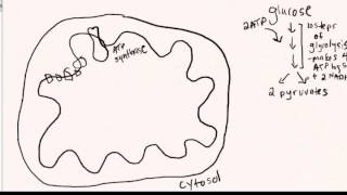 Oxidative phosphorylation [upl. by Ferdinanda]