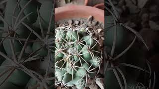 New addition of cactus in my cacti collection🩷tag coripantha elephantidens✨subscribe channel👍 [upl. by Ahsek]