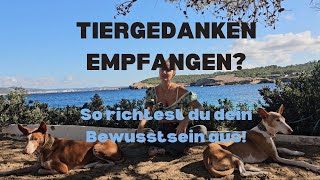 Tierkommunikation verstehen Bewusstsein richtig ausrichten für Tierkommunikation [upl. by Siuqaj]