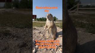 Blacktailed Prairie Dog shorts cuteanimals [upl. by Emiolhs604]